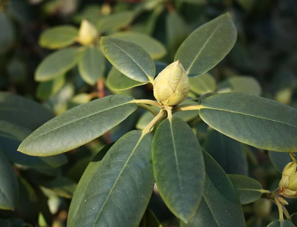 Első Zöld Rügyek Rododendron Bokrok Meleg Májusi Napokon — Stock Fotó