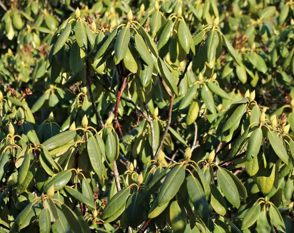 Első Zöld Rügyek Rododendron Bokrok Meleg Májusi Napokon — Stock Fotó