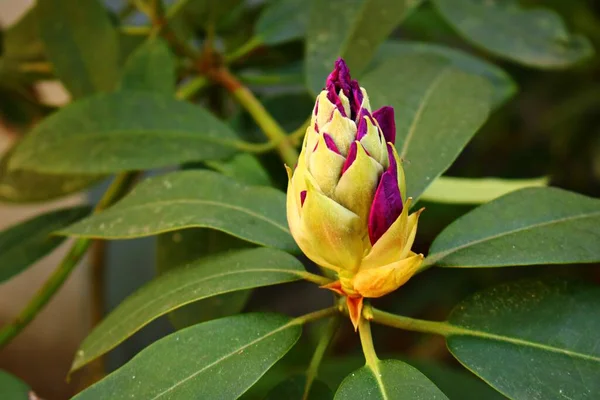 Beginning Flowering Buds Bushes Rhododendron Warm Spring Days — Stock Photo, Image