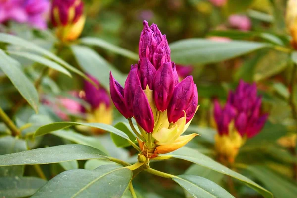 Beginning Flowering Buds Bushes Rhododendron Warm Spring Days — Stock Photo, Image