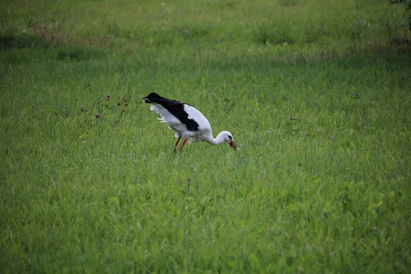 夏に食料を求めて緑の牧草地を歩く孤独なコウノトリ — ストック写真
