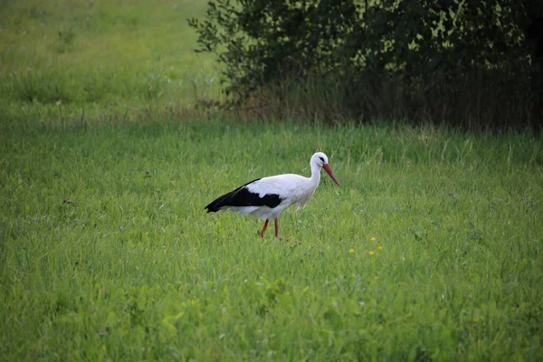 Cegonha Solitária Caminha Pelo Prado Verde Busca Comida Verão — Fotografia de Stock