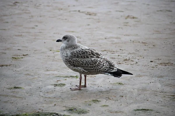 Gaivota Cinzenta Solitária Costa Arenosa Frio Mar Báltico — Fotografia de Stock