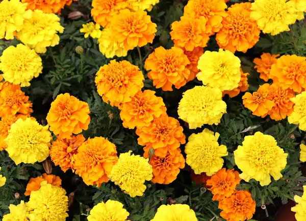 草の上のセラミックボウルに鮮やかな黄色とオレンジの花 — ストック写真