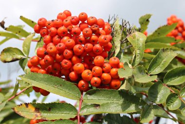 Güneşli bir sonbahar gününde dağ külünün parlak kırmızı meyveleri.