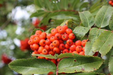 Güneşli bir sonbahar gününde dağ külünün parlak kırmızı meyveleri.