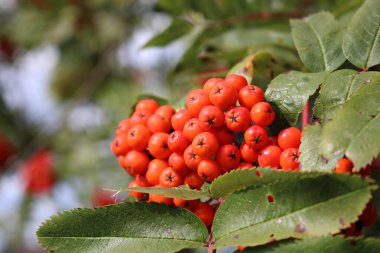 Güneşli bir sonbahar gününde dağ külünün parlak kırmızı meyveleri.