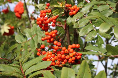 Güneşli bir sonbahar gününde dağ külünün parlak kırmızı meyveleri.