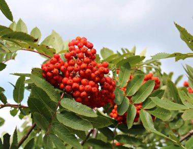 Güneşli bir sonbahar gününde dağ külünün parlak kırmızı meyveleri.