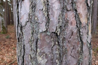 Kalın bir çam ağacının gövdesindeki eski gözenekli ağaç kabuğu. Ormanda yakın..