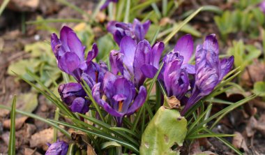 İlkbaharda ormanın kenarında leylak çiçekleri yetişir..