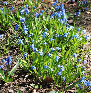 Scilla 'nın mavi narin çiçekleri ormanın kıyısındaki köyün arkasında..