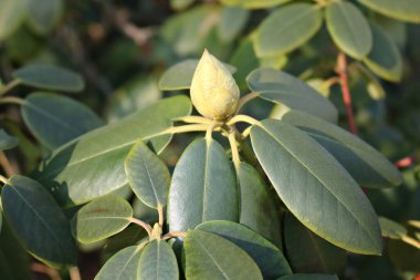 İlkbaharın ilk günlerinde çalı tarlalarında yeşil tomurcuklar.