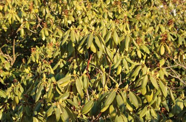 İlkbaharın ilk günlerinde çalı tarlalarında yeşil tomurcuklar.