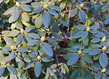 İlkbaharın ilk günlerinde çalı tarlalarında yeşil tomurcuklar.
