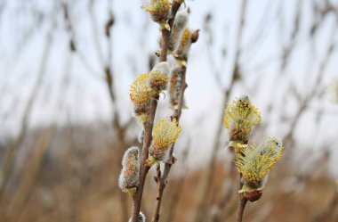 Riga Körfezi kıyısındaki Söğüt Verba 'nın ilk tomurcukları.