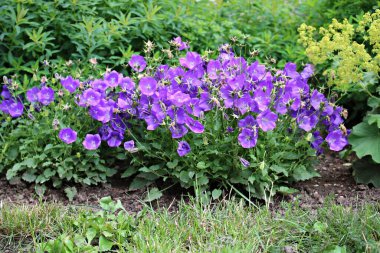 Güneşli bir yaz gününde çiçek tarhında narin leylak çiçekleri.