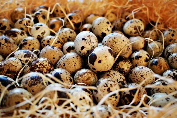 Chicken Quail Eggs Tradition People Celebrate Easter — Stock Photo, Image