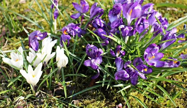 Lilac Crocus Flowers Grew Edge Forest Spring — Stock Photo, Image