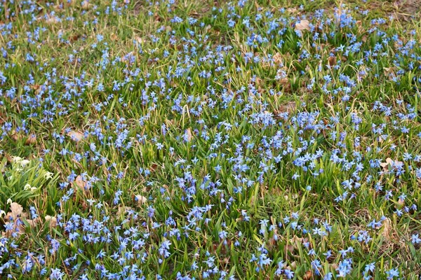 森の端の村の背後にあるシラの青繊細な花 — ストック写真