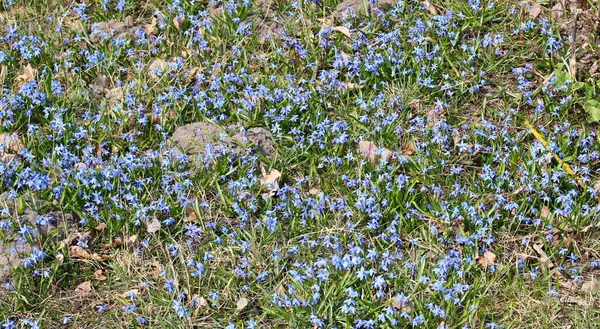 stock image Blue delicate flowers of Scilla behind the village at the edge of the forest.