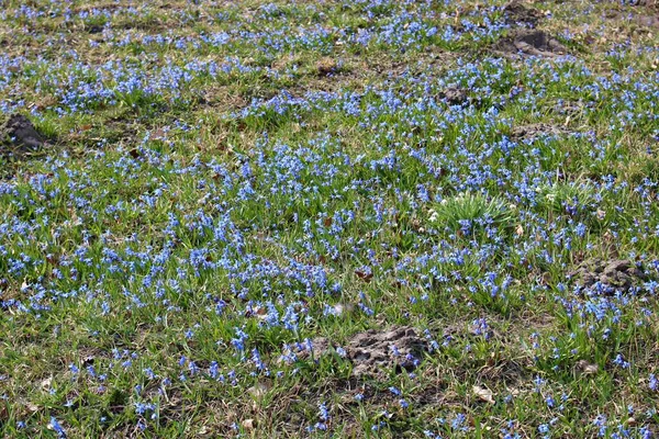 Fleurs Délicates Bleues Scilla Derrière Village Lisière Forêt — Photo