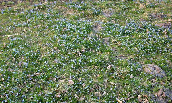 森の端の村の背後にあるシラの青繊細な花 — ストック写真