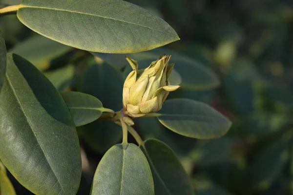 Brotes Verdes Los Arbustos Rododendro Los Primeros Días Primavera Cálidos —  Fotos de Stock