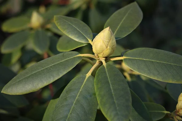 Green Buds Rhododendron Bushes Early Spring Warm Days — Stock Photo, Image