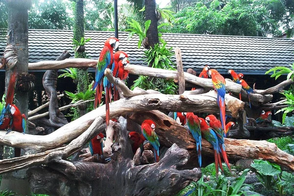Egy Rakás Gyönyörű Papagáj Üldögél Száraz Faágakon Pattaya Thaiföld 2001 — Stock Fotó