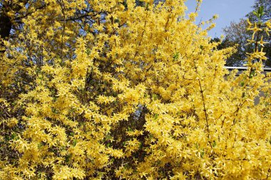 Forsyth 'in parlak sarı çalıları insanları güzellikleriyle eğlendirir..