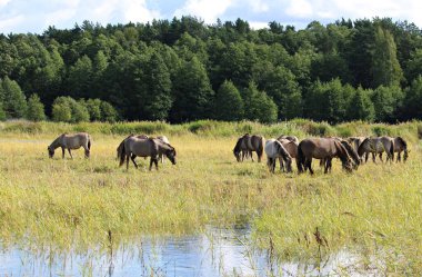Atlar köyün dışındaki göletin kenarındaki yeşil bir çayırda otluyor..