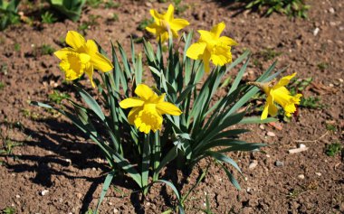 Baharın ilk baharında Narcissus güneşli bir günde bir bahçe yatağında.