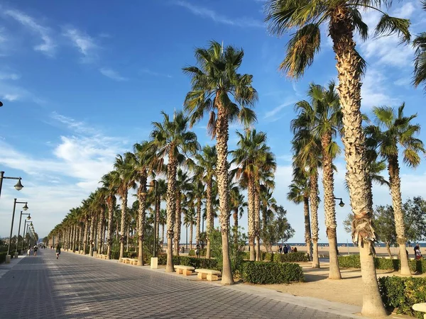 沿着大海滑行 种植着一排排的棕榈树 西班牙 2016年10月 — 图库照片