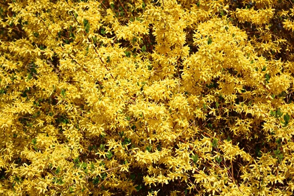 Leuchtend Gelbe Forsyth Büsche Erfreuen Die Menschen Mit Ihrer Schönheit — Stockfoto