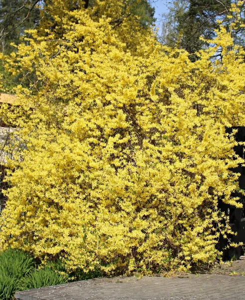 福赛斯明亮的黄色灌木丛使人们因其美丽而高兴 — 图库照片