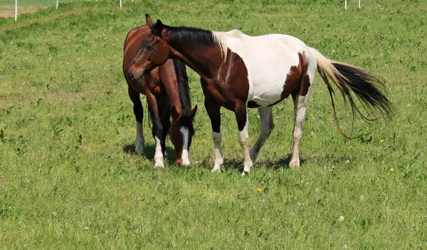 Koně Pasou Zelené Louce Rybníka Okraji Vesnice — Stock fotografie
