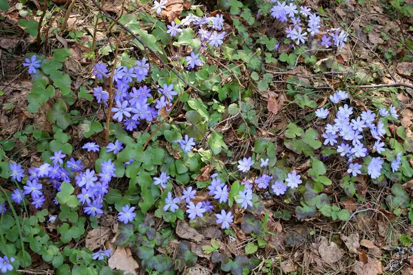 花壇の夏の晴れた日に青紫色の花をパステル — ストック写真