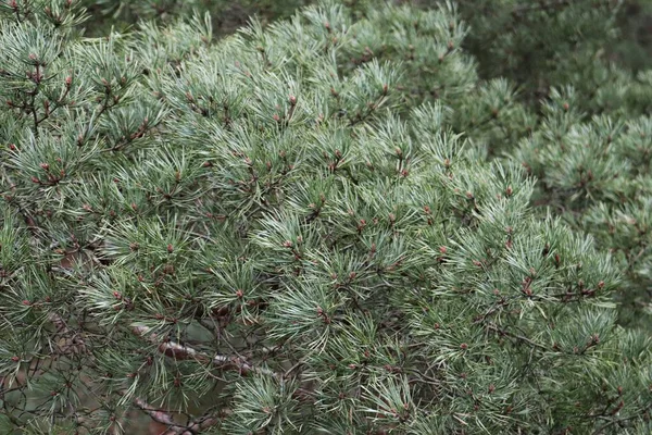 Groene Naalden Dennenbomen Het Bos Tussen Duinen — Stockfoto