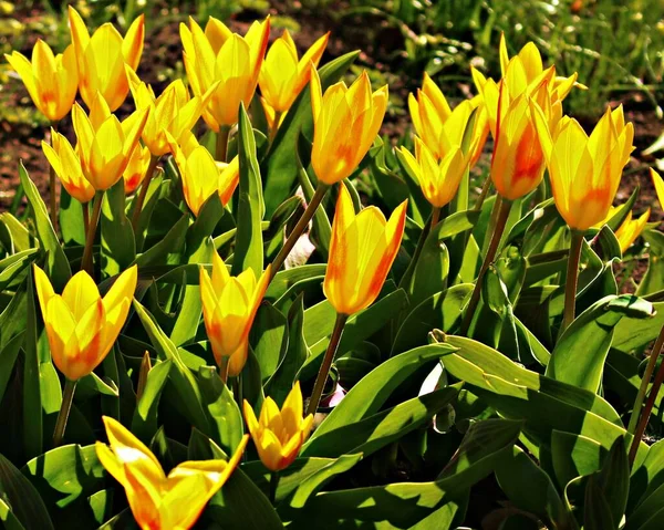 Первые Весенние Тюльпаны Садовой Кровати Солнечный День — стоковое фото