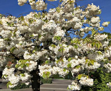 Kiraz ağacı sıcacık günlerin başlangıcında bol bol beyaz çiçeklerle çiçek açtı..