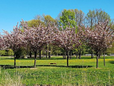 Bir sürü güzel ve narin beyaz-pembe çiçekli Sakura dalları.