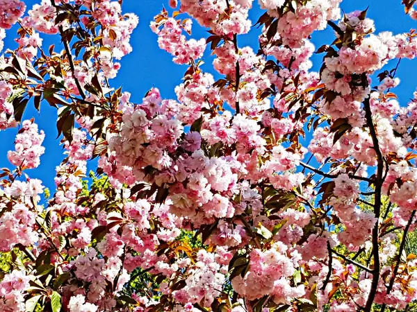 Branches Sakura Avec Nombreuses Belles Délicates Fleurs Blanc Rose — Photo