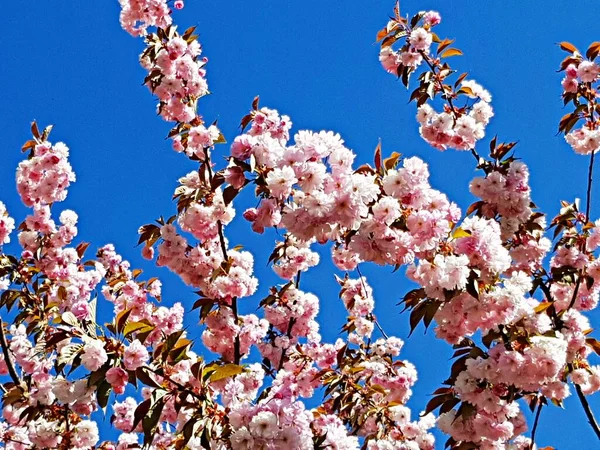 Branches Sakura Avec Nombreuses Belles Délicates Fleurs Blanc Rose — Photo