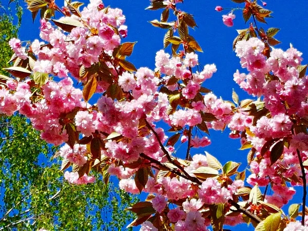 Ветви Сакуры Многими Красивыми Нежными Бело Розовыми Цветами — стоковое фото