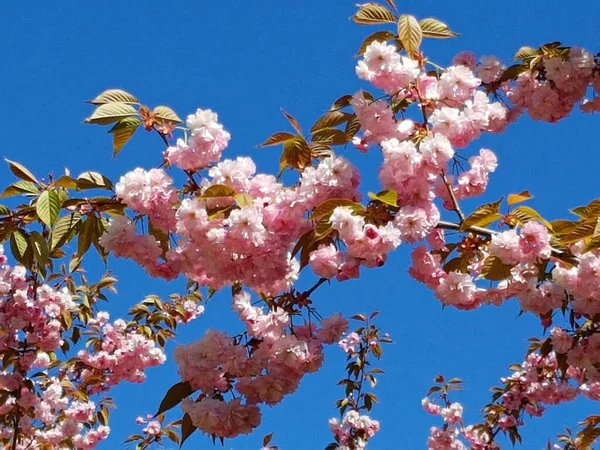 Branches Sakura Avec Nombreuses Belles Délicates Fleurs Blanc Rose — Photo