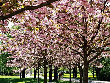 Riga parkında bir sürü beyaz pembe çiçekli Sakura ağaçları. Letonya, Mayıs 2019.