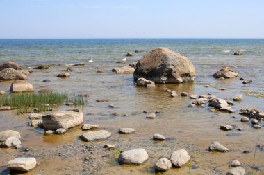 Riga Körfezi kıyısında bir sürü taş kaya var..