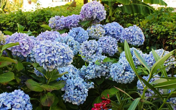 Grandes Belles Fleurs Couleur Bleue Poussent Sur Les Arbustes Hortensia — Photo