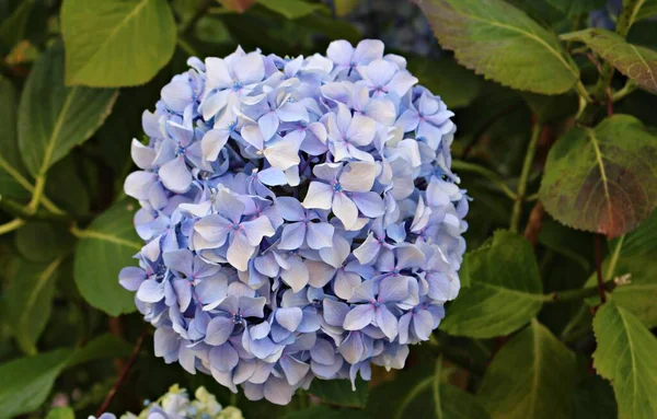 Grandes Belles Fleurs Couleur Bleue Poussent Sur Les Arbustes Hortensia — Photo